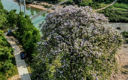 Cây bằng lăng đại thụ gốc to 2 mét hút du khách mê check-in thượng nguồn sông Gianh