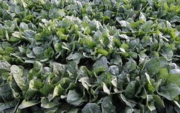 Tìm ra loài cây trồng có thể cứu cả thành phố sau thảm họa