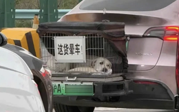 Nổi tiếng vì chở chó cưng say xe đi du lịch khắp nơi