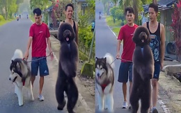 Chú chó đi hai chân nhìn dễ thương muốn xỉu