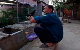 Con sáo thông minh chỉ 'ông nội' mới gọi về được
