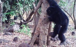 Xem tinh tinh dùng đá làm nhạc cụ