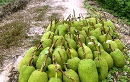 Mít Thái, ổi, xoài đồng giá 1.000 đồng/kg