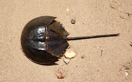 Ăn nhầm so biển, người đàn ông tại TP.HCM nguy kịch