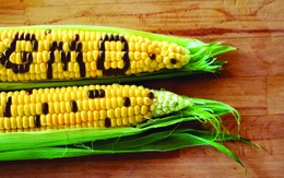 Đường trái cây - kẻ chuyển hóa phóng túng