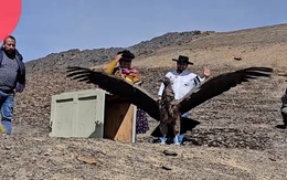 Kền kền quên cách bay khi được thả về với tự nhiên