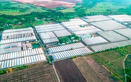 WinEco nâng chất lượng giá đỗ Việt nhờ công nghệ và kiểm soát quy trình