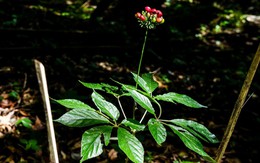 Vụ 'quay xe' cấp mã vùng trồng sâm Ngọc Linh: Kiến nghị đình chỉ mã vùng trồng đã cấp