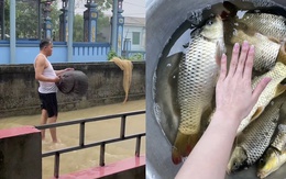 Cả nhà cầm lưới, nơm, rổ ra đường bắt cá mùa mưa lũ