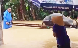 Lúa mới gieo sạ ngập nước lênh láng, trâu chết ngạt khi nước lũ đổ về