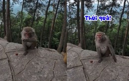 Phản ứng cực hài của chú khỉ khi ngửi mùi sầu riêng