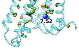 Phát hiện gene gây nguy cơ cao mắc rối loạn lưỡng cực và bệnh thận
