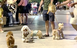 Nuốt ấm ức vì… nhà hàng xóm có nuôi chó