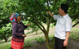 Chủ động các điều kiện phục vụ thu hoạch, chế biến, tiêu thụ nông sản