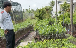 Đoàn liên ngành kiểm tra cơ sở cây giống dựa theo quy định nào?