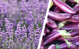 Màu tím có thật sự tồn tại hay chỉ là sản phẩm của bộ não?