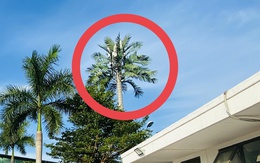 Hơn 1.800 trạm BTS ở Đà Nẵng 'ngụy trang' dạng cây dừa, tủ điều hòa, bồn nước