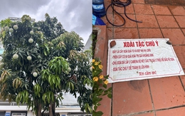 Ảnh vui 16-6: Xoài tặc hết đường hoành hành rồi nhá