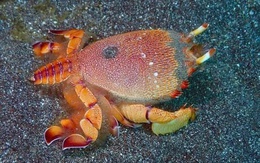 Vô chợ, xuống thuyền tìm mua cua huỳnh đế đang có trứng thả về biển Lý Sơn