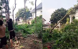 Màn hạ cây 'đi vào lòng đất'