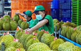 Phân bón không Cadimi - Giải pháp bền vững cho sầu riêng xuất khẩu