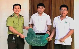 Con trăn 21kg vào nhà bắt gà, dân bắt giao lực lượng bảo vệ rừng