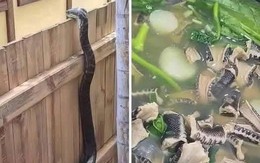 Ảnh vui 17-6: Cái kết của kẻ xoi mói