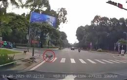 Hai chú chó ý thức, biết chờ đèn đỏ để sang đường