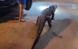 Cá sấu bất ngờ 'check-in' khách sạn khiến du khách hoảng hồn