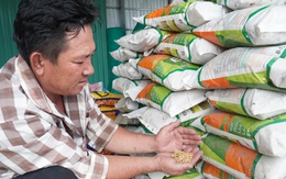 Nông dân Cà Mau còng lưng trả nợ vì mua nhầm lúa giống giả