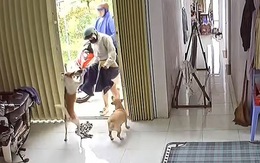 Chú chó nhảy hai chân mừng rỡ khi chủ về