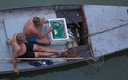 Tận diệt cá dưới chân cầu Long Biên, trách nhiệm quản lý thuộc phường nào?