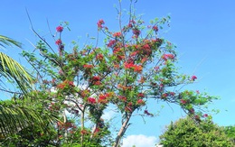 Cây phượng sắp chết