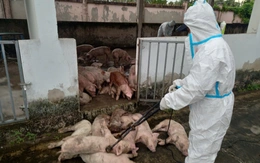 120 con heo bị tạm giữ, đến khi tiêu hủy do heo bệnh chỉ còn 70 con?