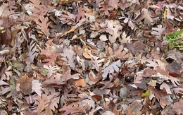 Thử tài tinh mắt: Bạn có thấy khuôn mặt ẩn giấu trong hình?