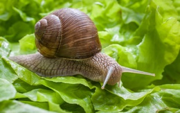 Giới chức y tế Australia cảnh báo về ăn rau sống, tiếp xúc ốc sên