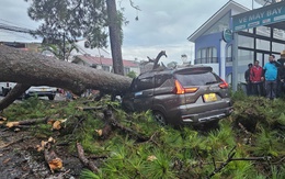 Đà Lạt mưa lớn, thông cổ thụ ngã đè bẹp xe hơi đang chạy