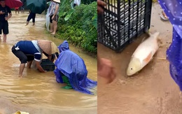 Dùng sọt nhựa bắt cá bơi lên đường mùa mưa lũ