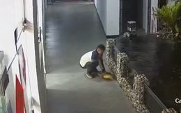 Cá Koi 'chấn thương sọ não' với màn giải cứu của chàng trai