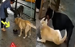 Chú chó cắn chủ bị đồng bọn dạy cho một bài học nhớ đời