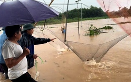 Kéo vó bắt cá khủng mùa mưa lũ ở Thái Nguyên