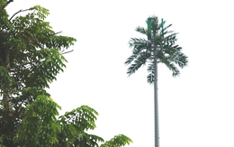 Trạm thu phát sóng BTS ngụy trang đủ hình dạng; Ai nghỉ việc được hưởng trợ cấp vượt trội?