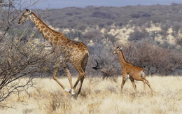 Châu Phi mất tới 90% hươu cao cổ chỉ trong 1 năm