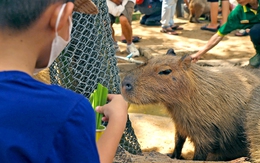 Thảo cầm viên Sài Gòn ra mắt vườn thú thân thiện