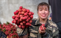 Điệp khúc vải thiều 'được mùa mất giá', nông dân gồng mình đẩy hàng