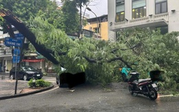 Cây phượng cỡ lớn gãy đè lên 3 ô tô ở Hà Nội