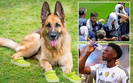 Chó nghiệp vụ đi dép Crocs gây sốt FIFA Club World Cup