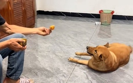 Chú chó trả rác cho cậu chủ khi bị troll