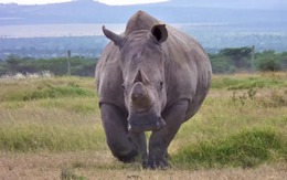 Có thật tê giác trắng phương Bắc đã hoàn toàn tuyệt chủng?