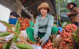 Kiếm tiền triệu mỗi ngày giữa mùa vải thiều Bắc Giang
